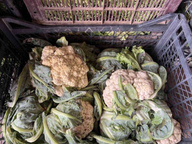 İ̇stanbul’da Sebze Ve Meyve Halinde Bolluk Yaşanıyor