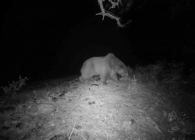 Muğla Köyceğiz’de Videokapanla İlk Defa Bozayı Görüntülendi