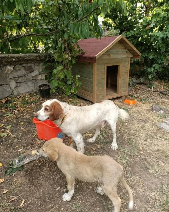 Resmi Araç Tarafından Ezilen Köpeğin Bakımı Yeni Yuvasında Sürüyor