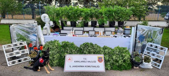 Ev Terası Değil Uyuşturucu Serası
