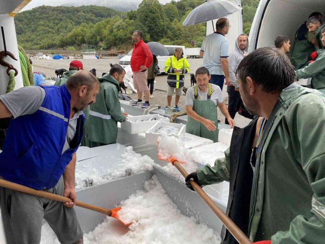 Karadeniz’de Palamut Fışkırdı