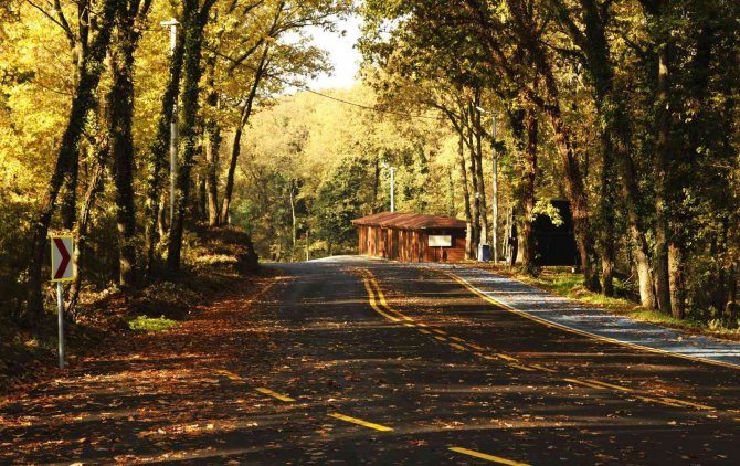 Sakarya Büyükşehir Doğanın Kalbine Özgün Mimarisiyle 10 Yeni Bungalov Yapıyor