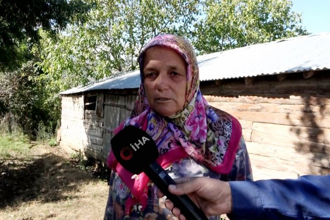 Ağıla Giren Kurt 24 Koyunu Telef Etti, 15 Koyunu Da Yaraladı