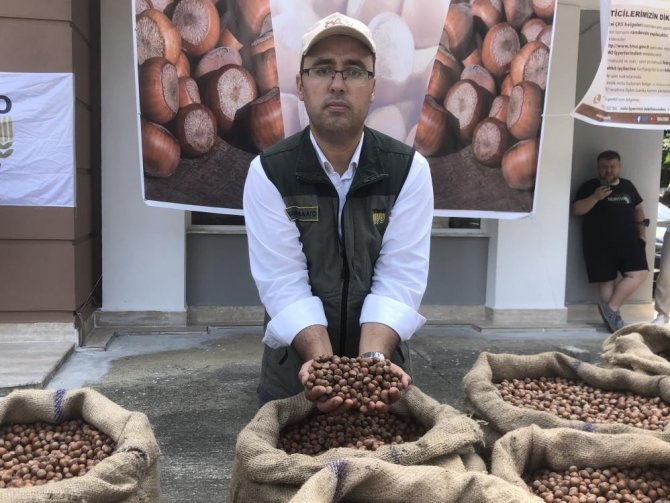 Serbest Piyasada 46 Lira Olan Fındığı Randıman Farkı İle Tmo’ya 57.75 Liradan Sattı