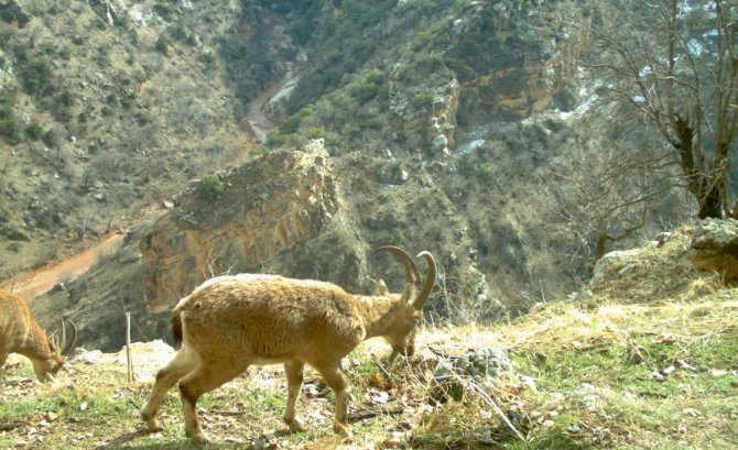 Dağ Keçileri Eruh’ta Otlanırken Görüntülendi