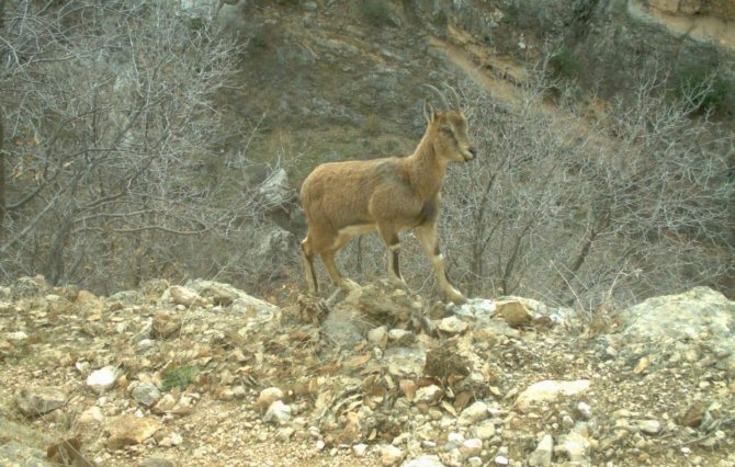 Dağ Keçileri Eruh’ta Otlanırken Görüntülendi