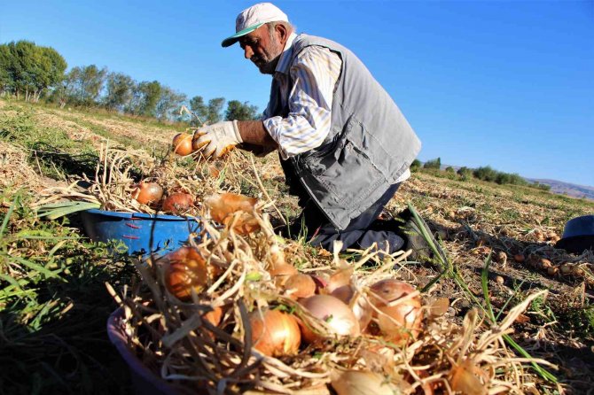 Suluova Soğanına Coğrafi İşaret Tescili