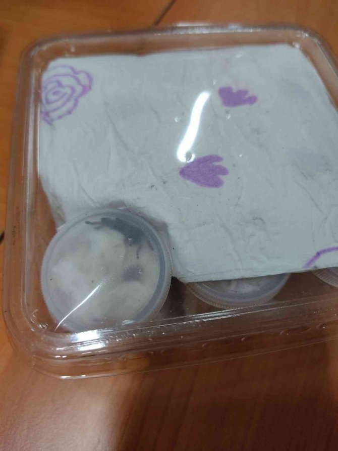 İ̇zmir’de 26 Tüp Tarantula Cinsi Örümcek Ele Geçirildi