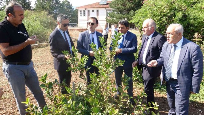 Süper Meyve Olarak Biliniyor, Yaygınlaştırılması İçin Çalışma Başlatıldı