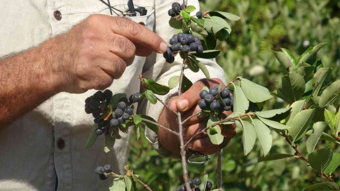 Süper Meyve Olarak Biliniyor, Yaygınlaştırılması İçin Çalışma Başlatıldı
