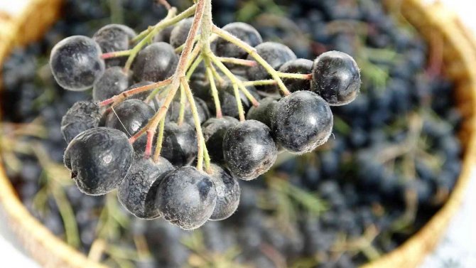 Süper Meyve Olarak Biliniyor, Yaygınlaştırılması İçin Çalışma Başlatıldı