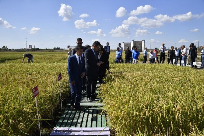 Edirne, Çeltik Üretiminde Türkiye’de Öncü