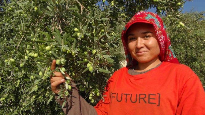 Yılın İlk Zeytin Hasadı Silifke’de Başladı