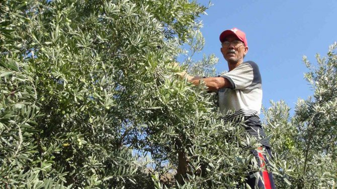 Yılın İlk Zeytin Hasadı Silifke’de Başladı