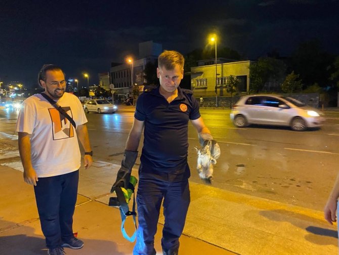 Motora Sıkışan Kediyi Önce Kurtardılar Sonra Sahiplendiler
