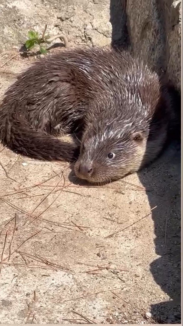 Yalova Esenköy’de Su Samuru Sürprizi