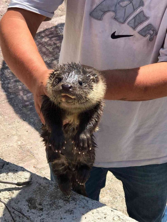 Yalova Esenköy’de Su Samuru Sürprizi