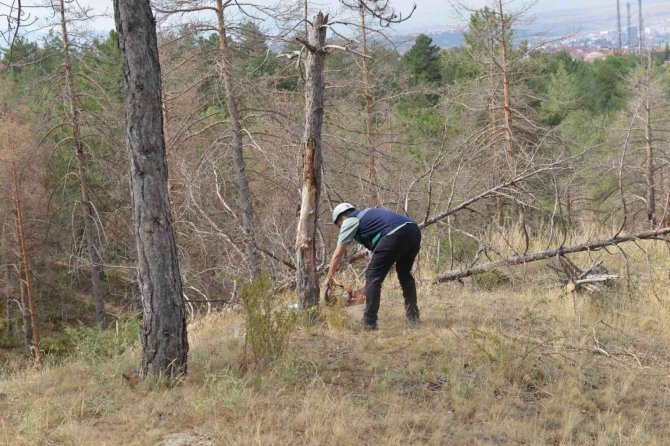 Bahabey Çamlığında İstilacı Böcekle Mücadele Başlatıldı