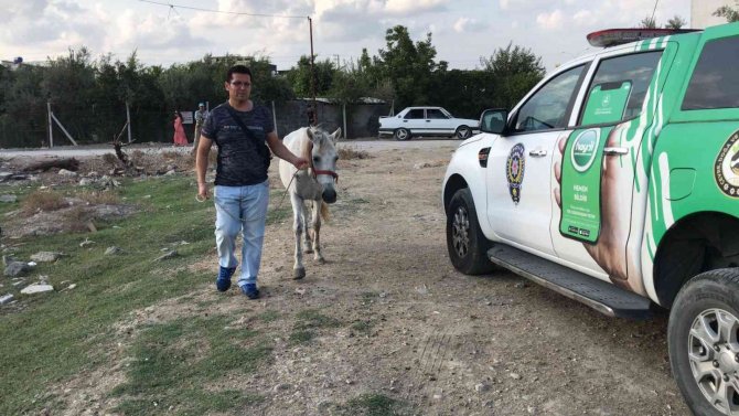 Atını Darp Eden Adam Gözaltına Alındı