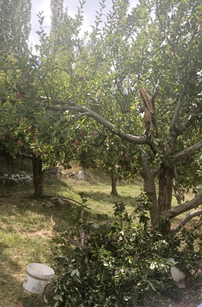 Ağaçtan Düşerek Hayatını Kaybetti