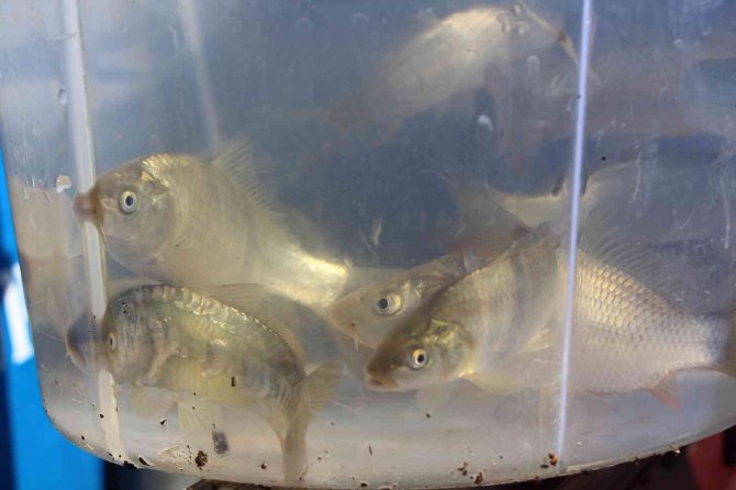 2023 Hedefi 100 Milyon Yavru Balık