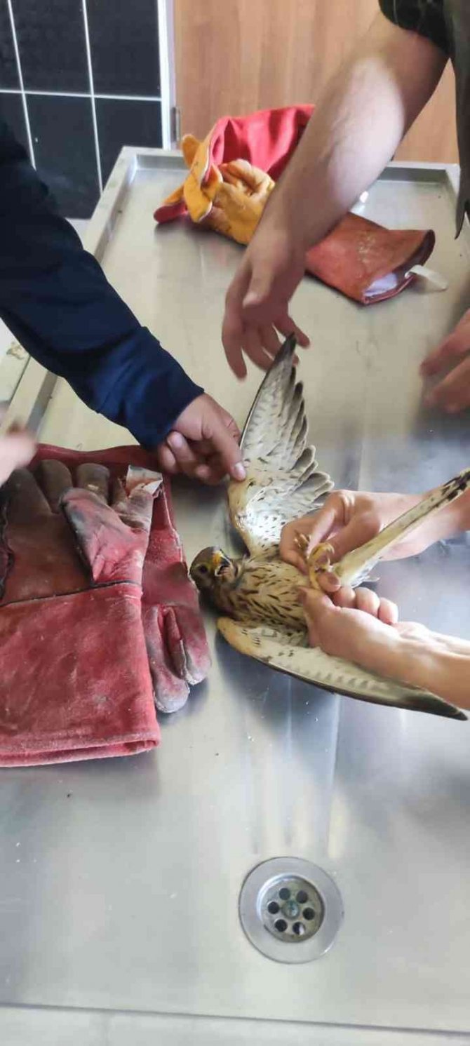 Arpaçay’da Bulunan Kerkenez Kuşu Tedavi Altına Alındı