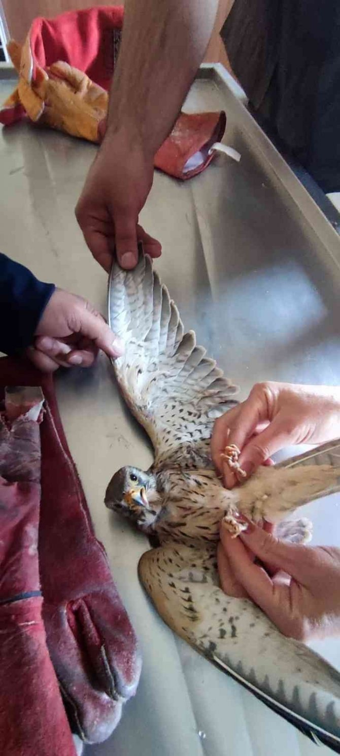 Arpaçay’da Bulunan Kerkenez Kuşu Tedavi Altına Alındı