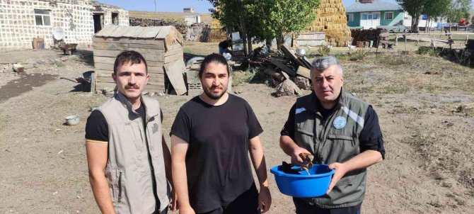 Arpaçay’da Bulunan Kerkenez Kuşu Tedavi Altına Alındı