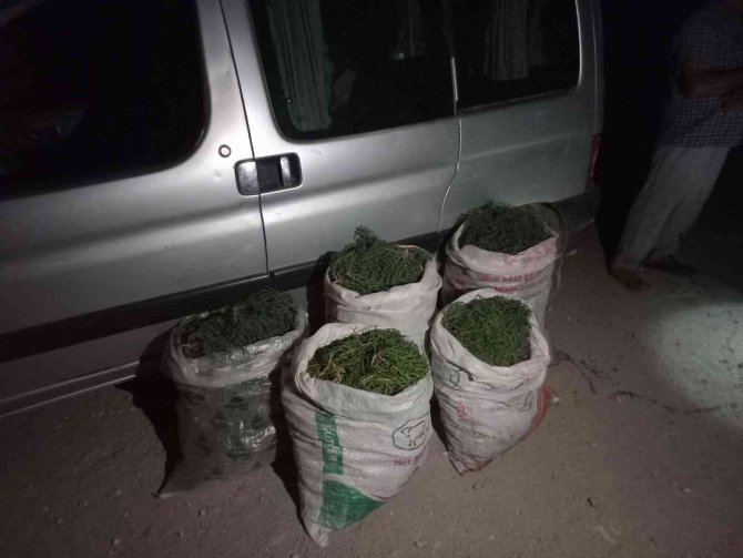Didim’de 100 Kilogram Deniz Börülcesi Ele Geçirildi