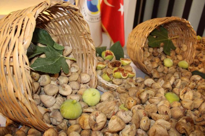 Germencik, En İyi İncir Yetiştiricisini Seçecek