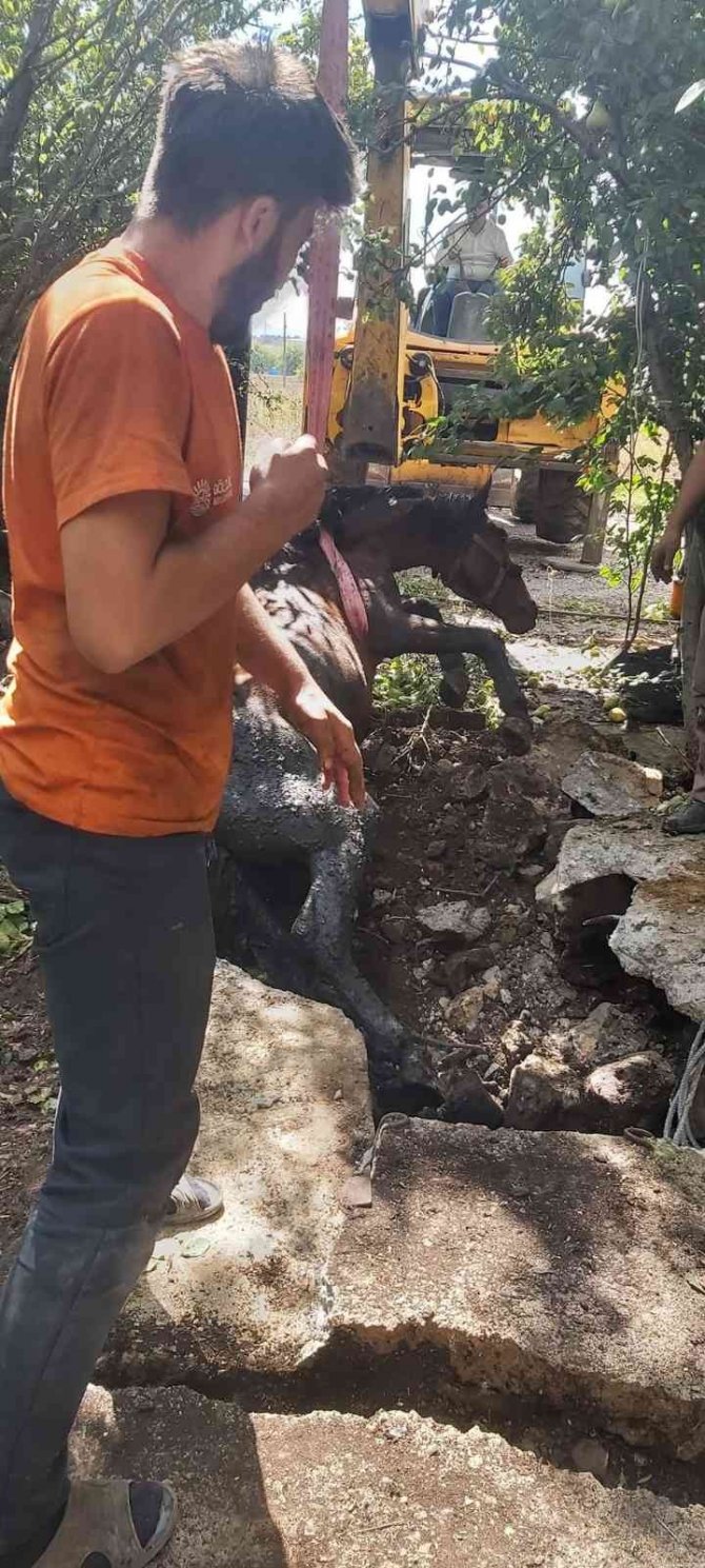 Su Kuyusuna Düşen At İş Makinesiyle Kurtarıldı