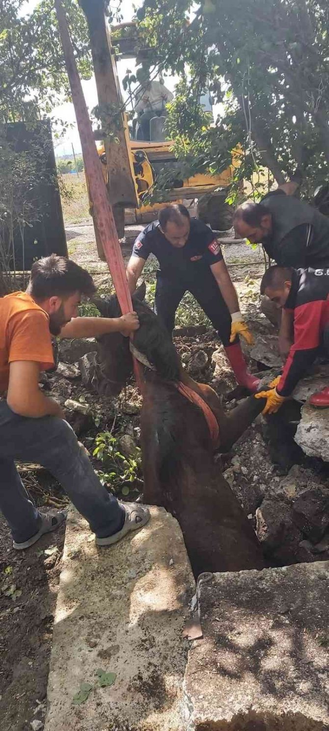 Su Kuyusuna Düşen At İş Makinesiyle Kurtarıldı