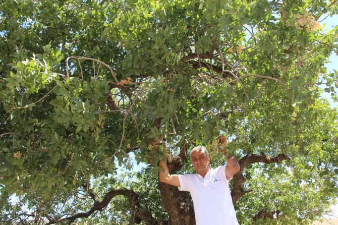 Asırlık Ağaçların Verdiği Ürün Altınla Yarışıyor