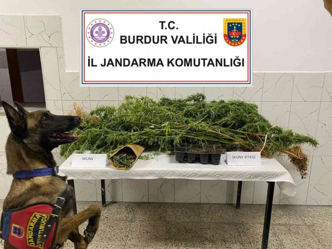 Burdur’da Uyuşturucu Operasyonlarında 1 Tutuklama