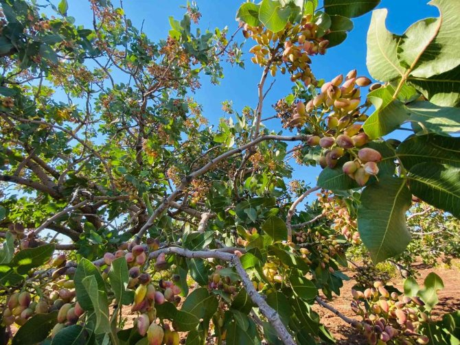 Geçen Yıl 816 Ton Fıstık Elde Edilen Diyarbakır’da Yeni Mahsulün Hasadına Başlandı
