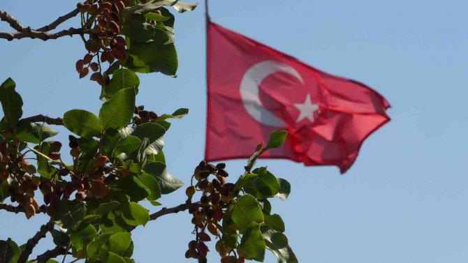 Geçen Yıl 816 Ton Fıstık Elde Edilen Diyarbakır’da Yeni Mahsulün Hasadına Başlandı