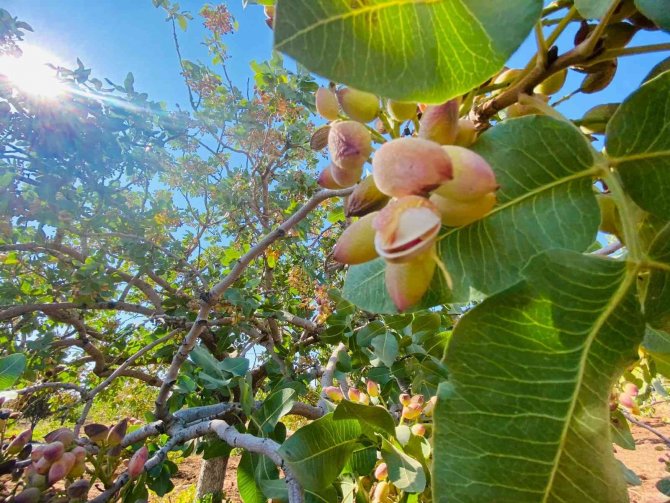 Geçen Yıl 816 Ton Fıstık Elde Edilen Diyarbakır’da Yeni Mahsulün Hasadına Başlandı