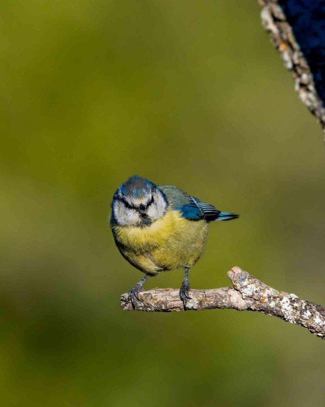 Mavi Baştankara Kuşu Rengi İle Görenleri Mest Etti