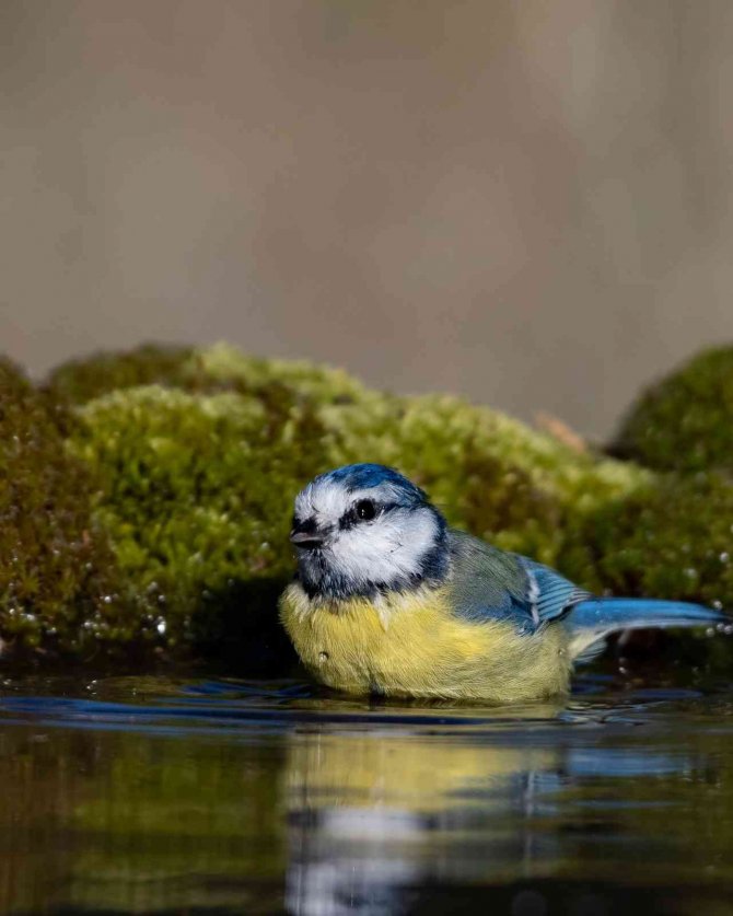 Mavi Baştankara Kuşu Rengi İle Görenleri Mest Etti
