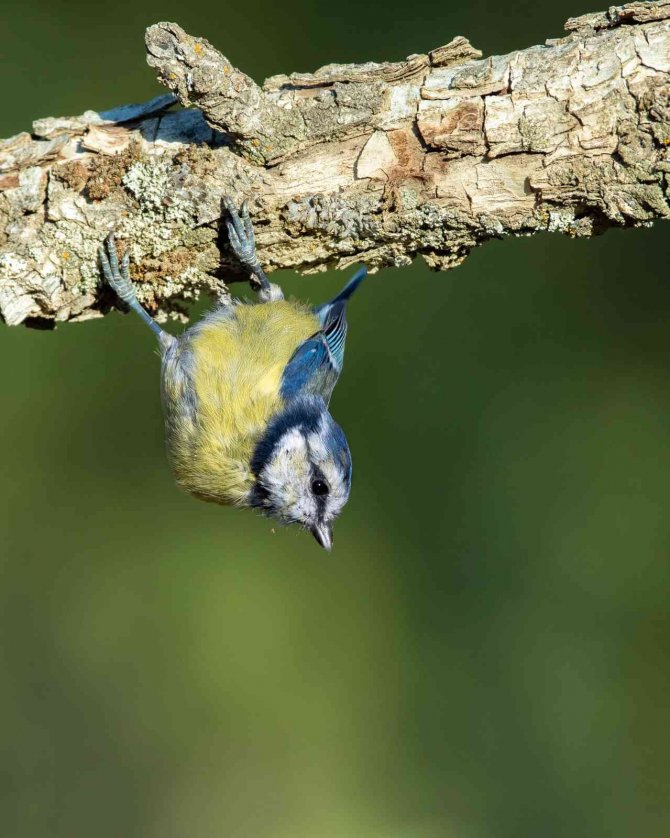 Mavi Baştankara Kuşu Rengi İle Görenleri Mest Etti