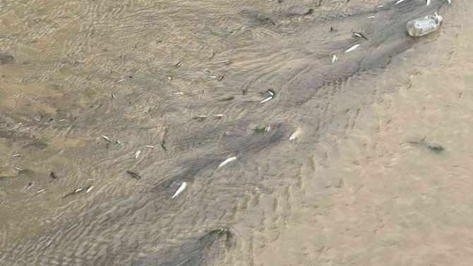 Deredeki Balık Ölümleri Tedirgin Etti