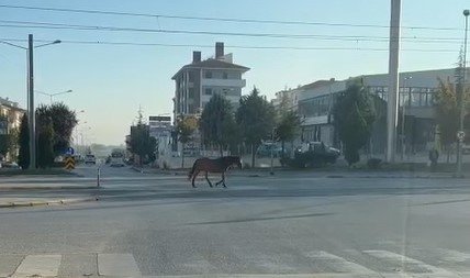 Caddede Gezen Başıboş At Tehlike Oluşturdu