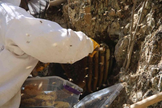 Cilo Dağı Eteklerinden Norveç’e Kilosu 2 Bin 500 Tl’den Kaya Balı