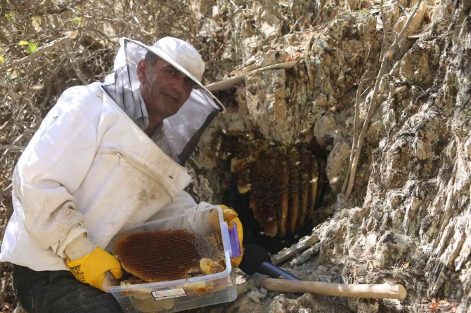 Cilo Dağı Eteklerinden Norveç’e Kilosu 2 Bin 500 Tl’den Kaya Balı
