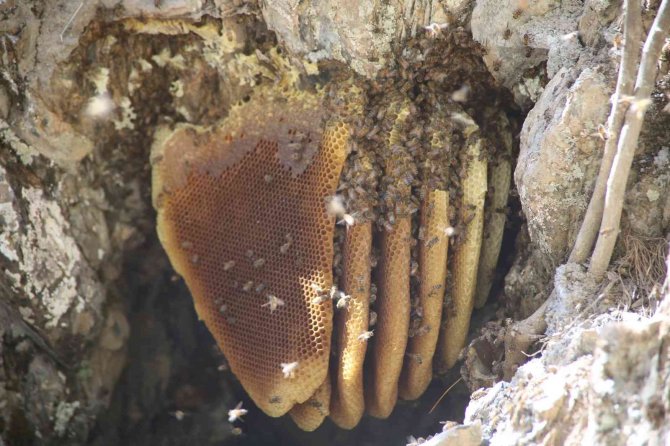 Cilo Dağı Eteklerinden Norveç’e Kilosu 2 Bin 500 Tl’den Kaya Balı