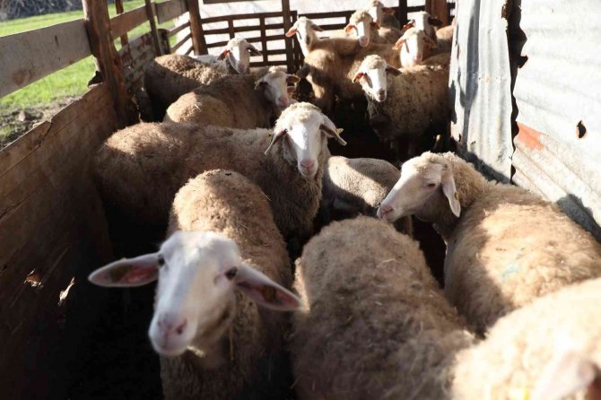 Merkezefendi’de Küçükbaş Hayvan Desteği Kayıtları Başlıyor