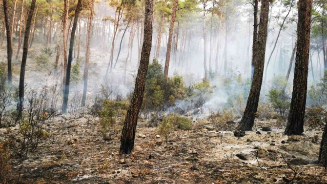 Muğla’daki Yangında 50 Hektar Alan Zarar Gördü