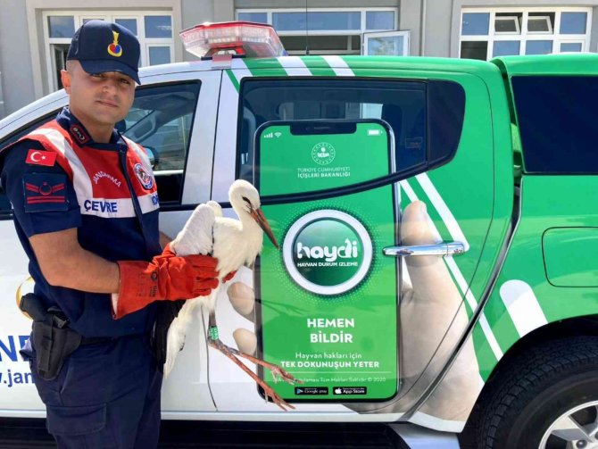 Polonya’da Gps Cihazı Takılan Leylek Aksaray’da Bitkin Halde Bulundu