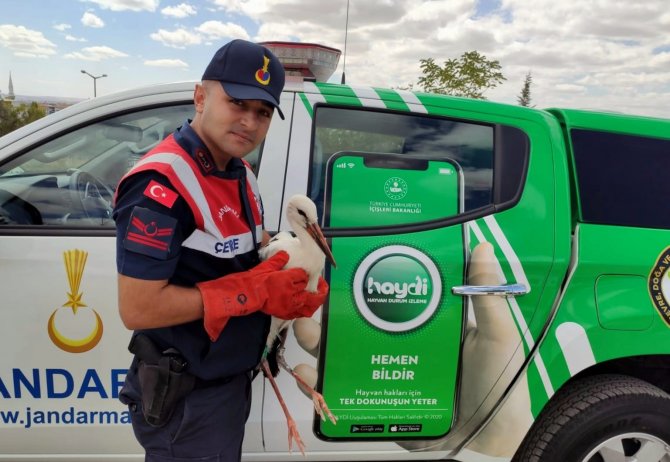 Polonya’da Gps Cihazı Takılan Leylek Aksaray’da Bitkin Halde Bulundu