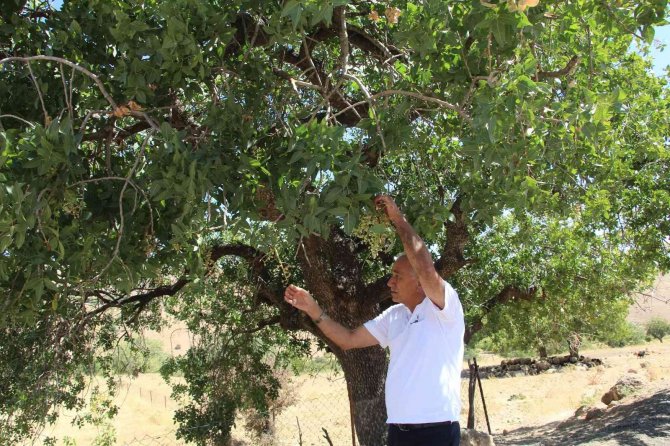 Asırlık Ağaçların Verdiği Ürün Altınla Yarışıyor